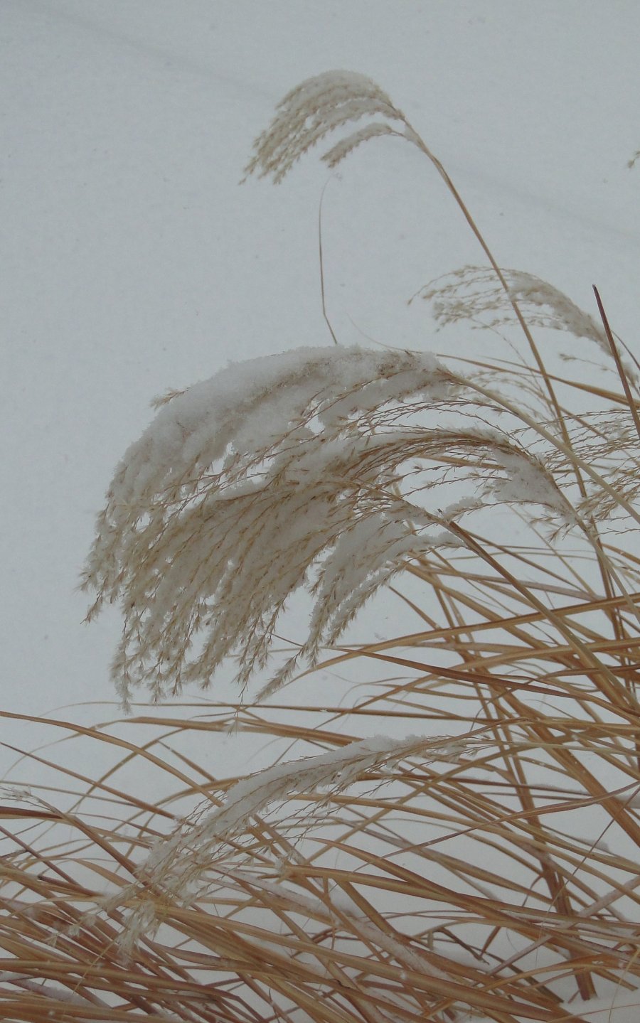 Snow and grass - 2