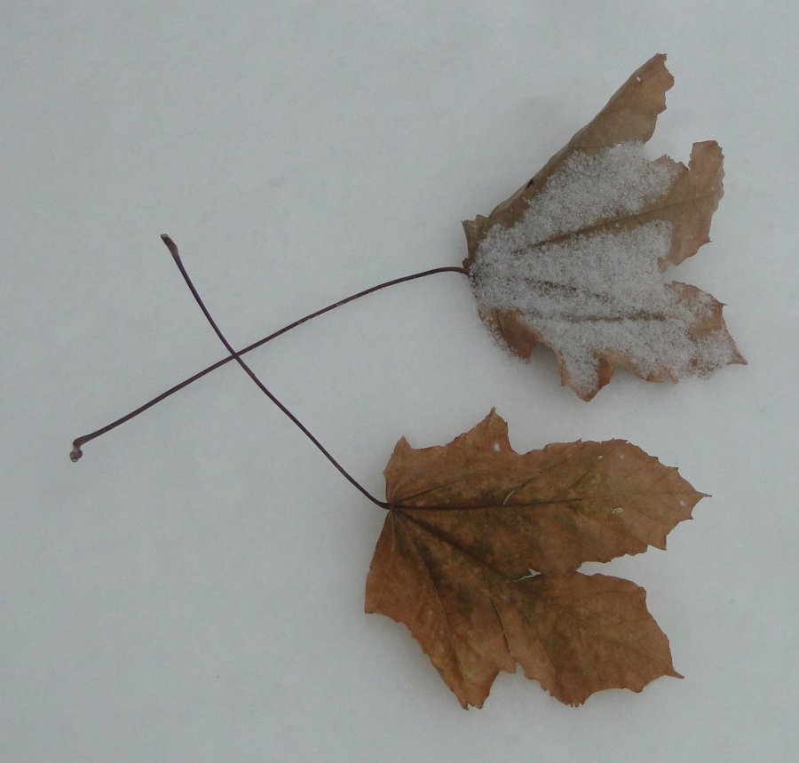 Snow and leaves - 2