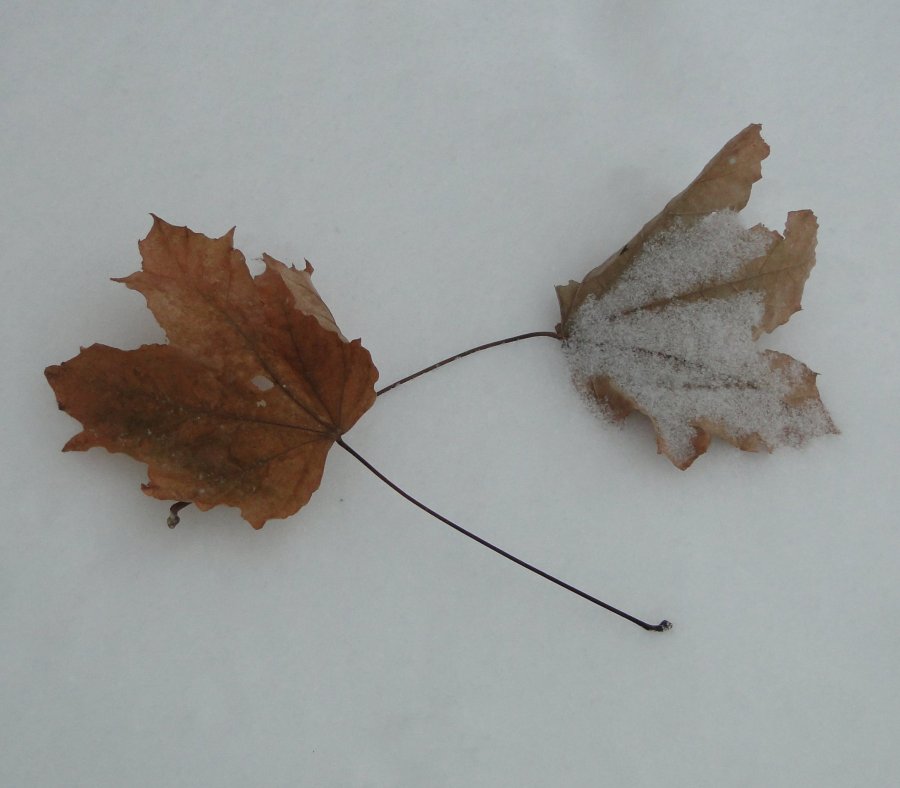 Snow and leaves - 3