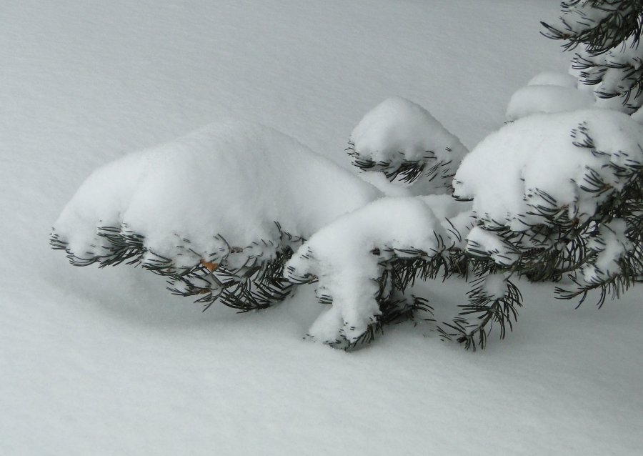 Snow and pine - 1