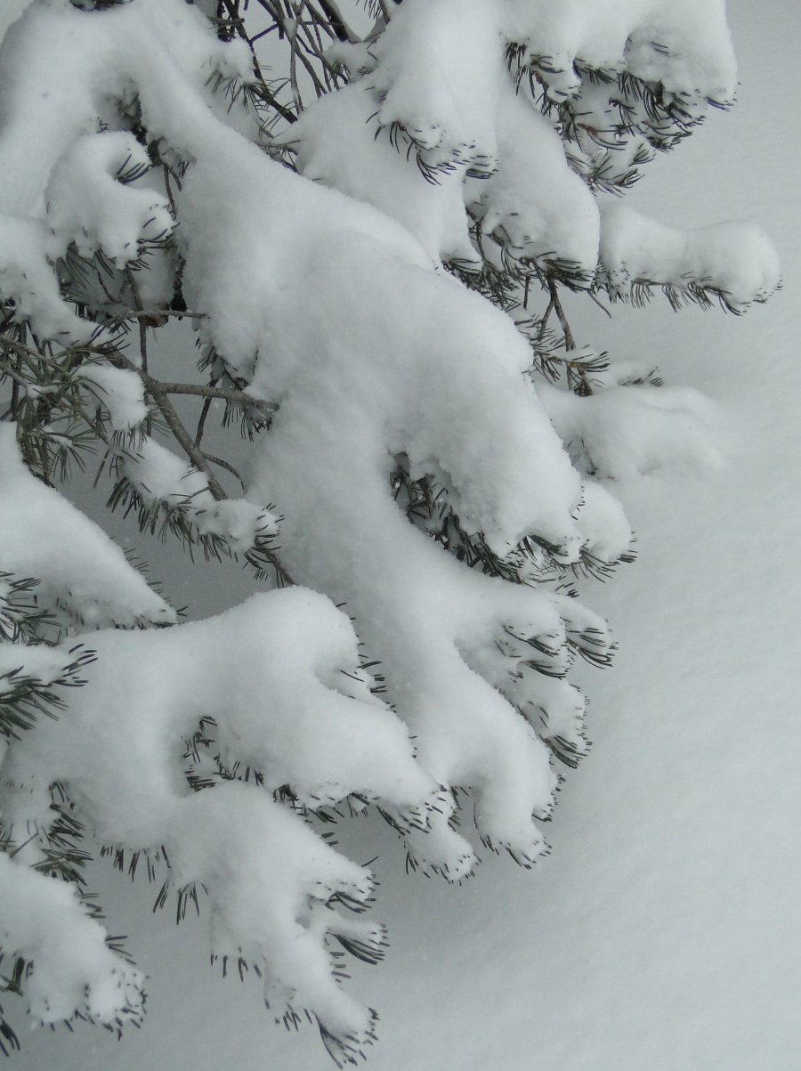 Snow and pine - 2