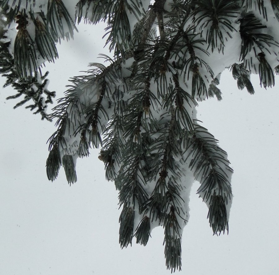 Snow and pine - 3