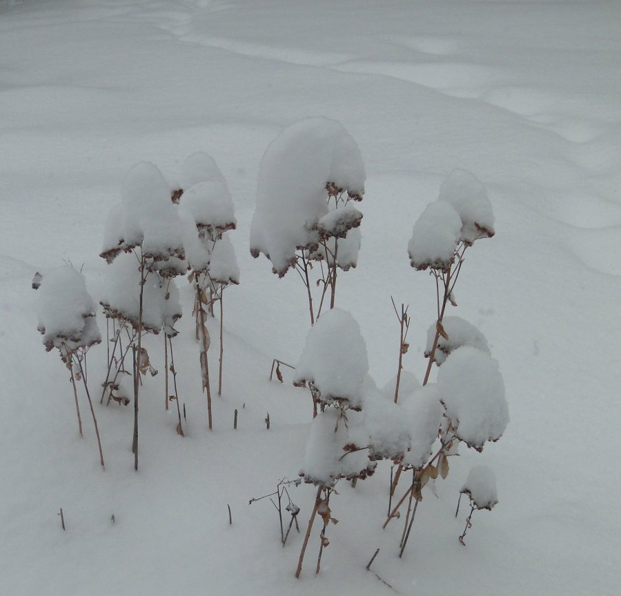 Snow and flowers