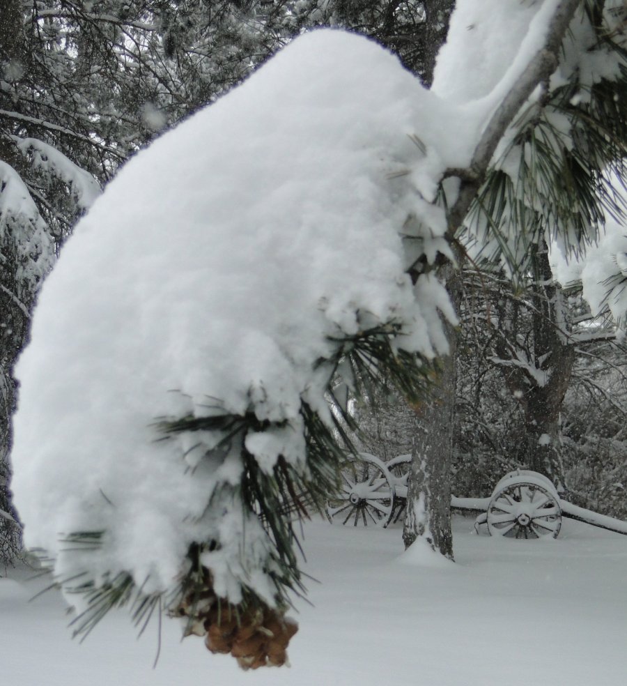 Snow and pine - 11