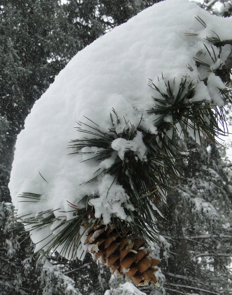 Snow and pine - 12